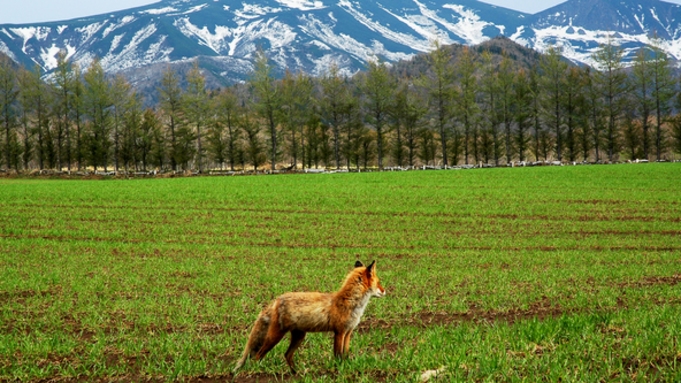 【夕食付プラン】☆早朝出発の方にオススメ☆知床食材と源泉かけ流し温泉を堪能！全館無料Wi-Fi